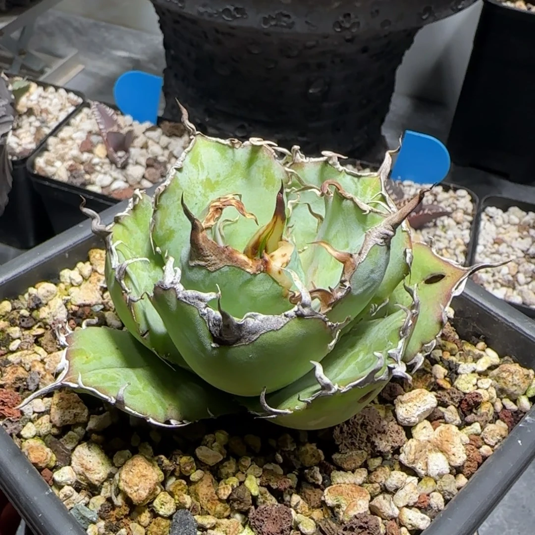 白鲸仁王冠龙舌兰