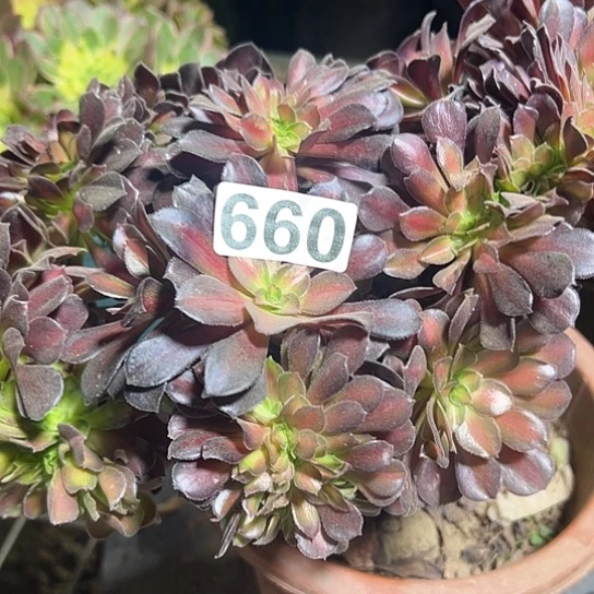 用***3多肉植物一个花那660