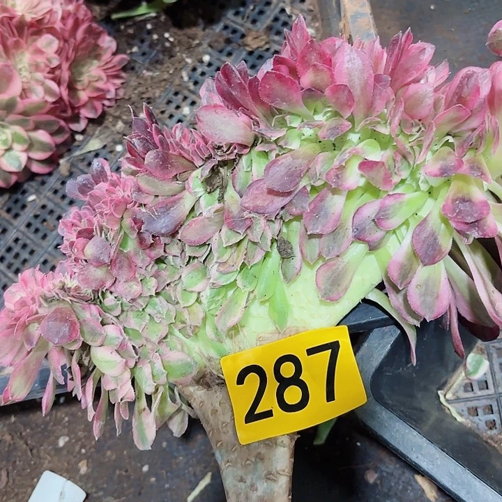 多肉植物福利287