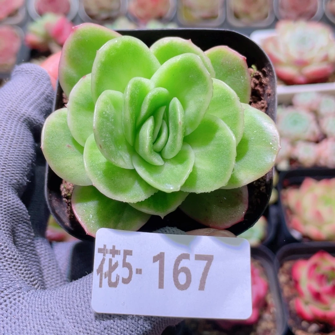 花利美 5-167冰玫瑰锦