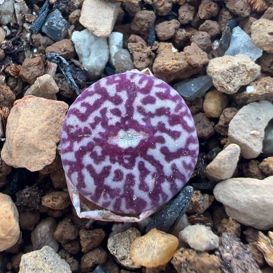 50多肉植物百科知识