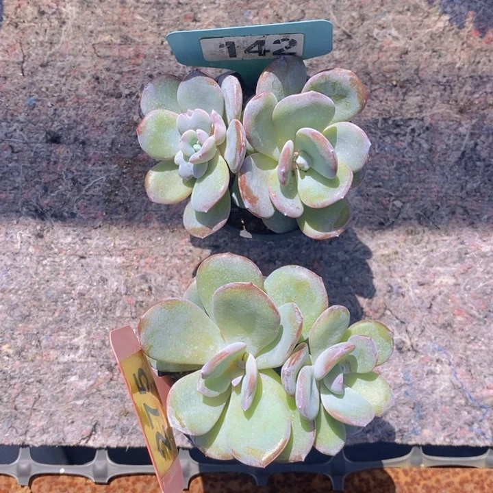 142 275号韩版奶茶2颗