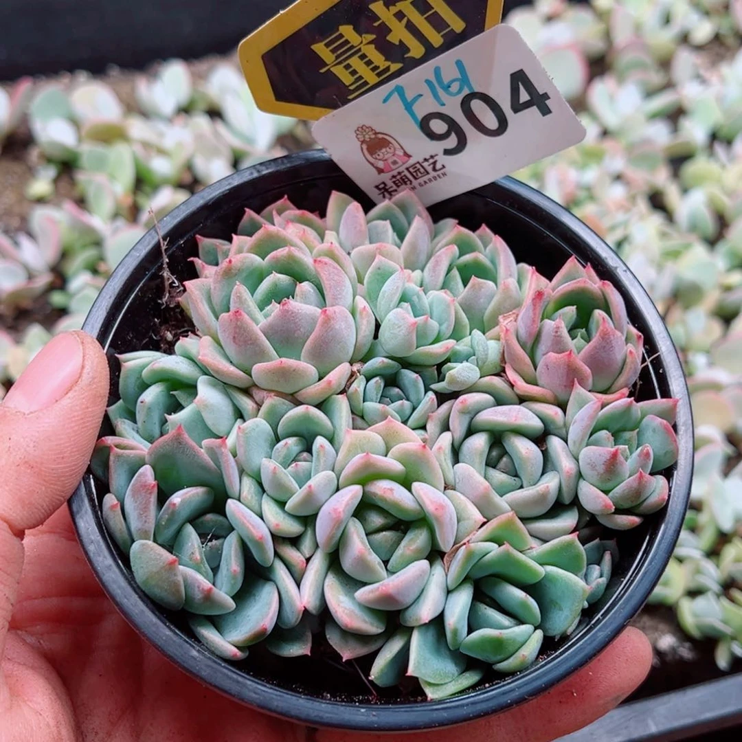 多肉植物多肉植物