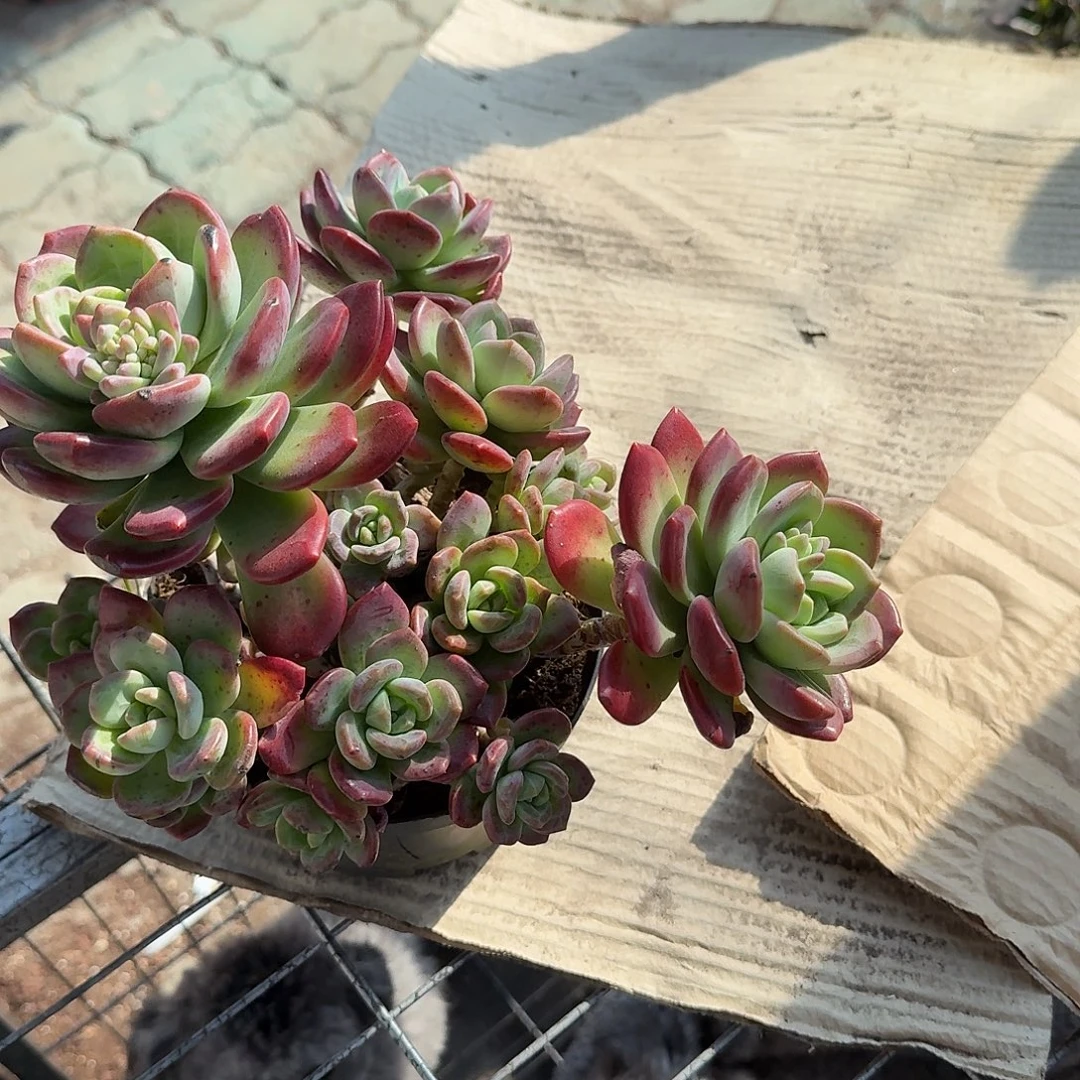 大号拉萨一颗顿哦植物
