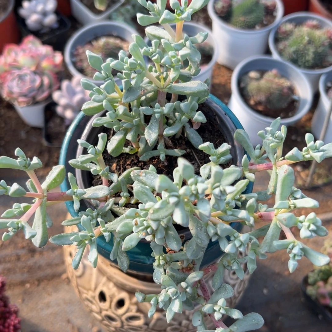 白凤菊多肉植物植物植物营养液