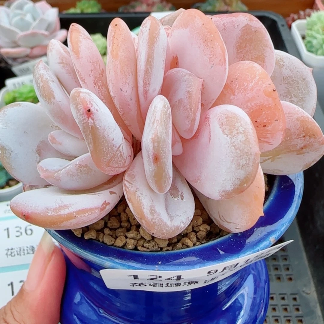 花语逸镜0919-124奶茶带盆土