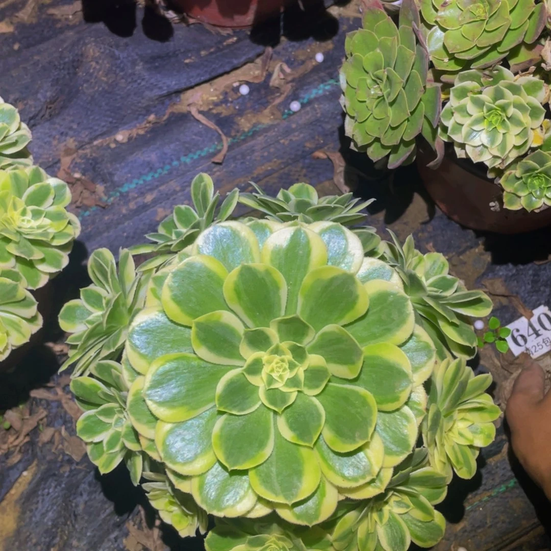 白雪公主多肉植物832