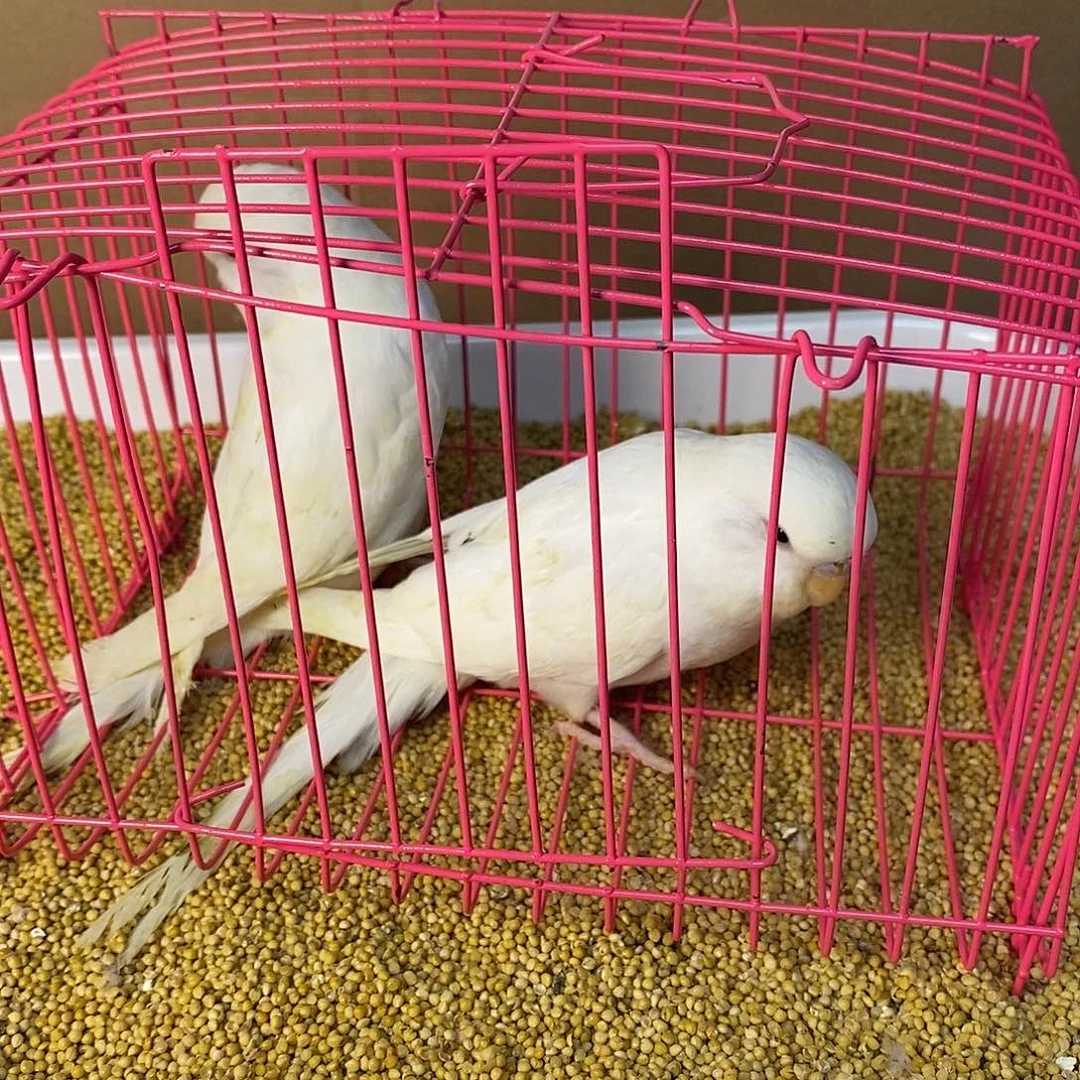 虎皮鹦鹉大头虎皮
