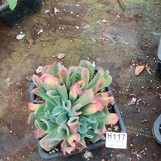 猪鼻子杂白凤117 亏本处理退款拉黑7-8天发货