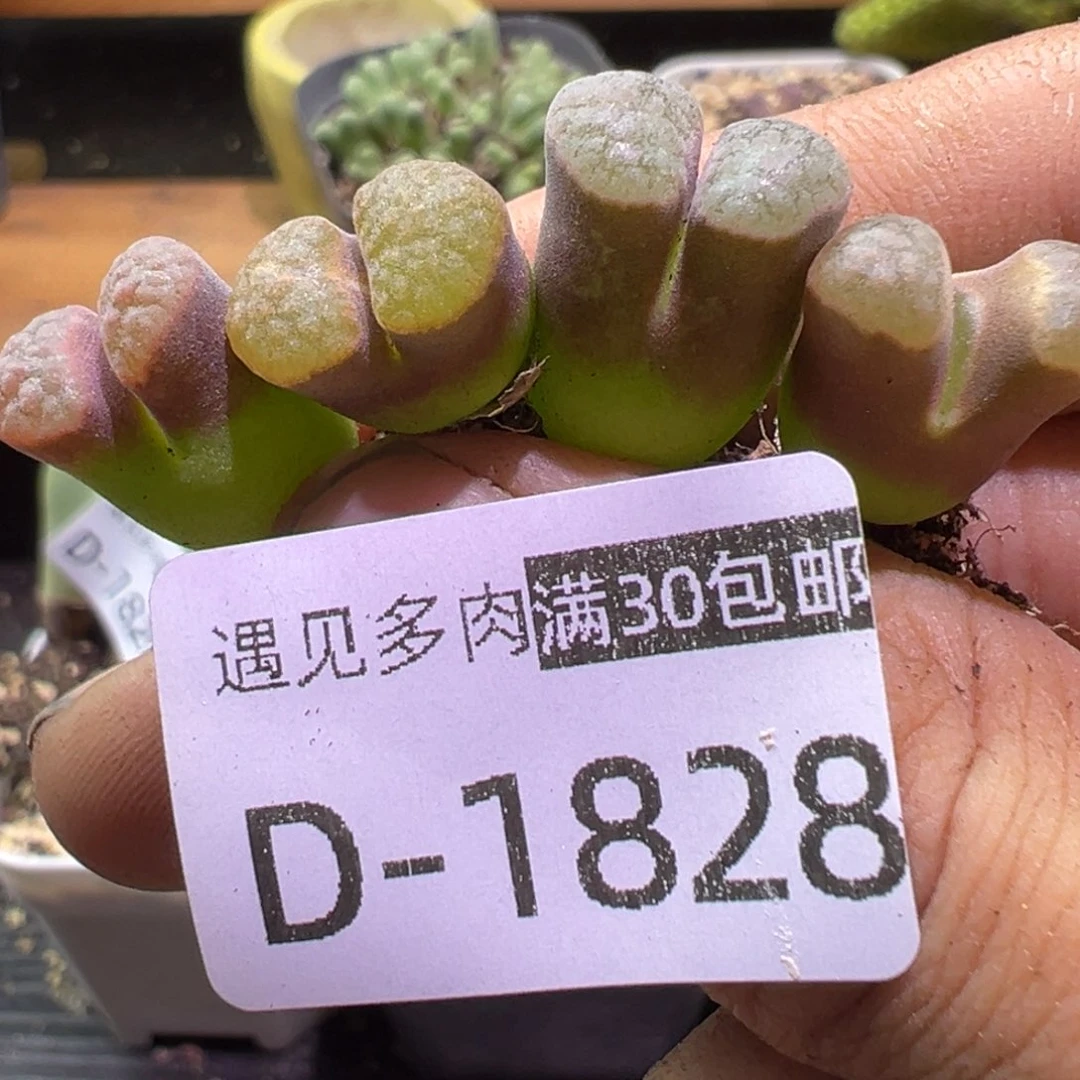 多肉植物111111111111