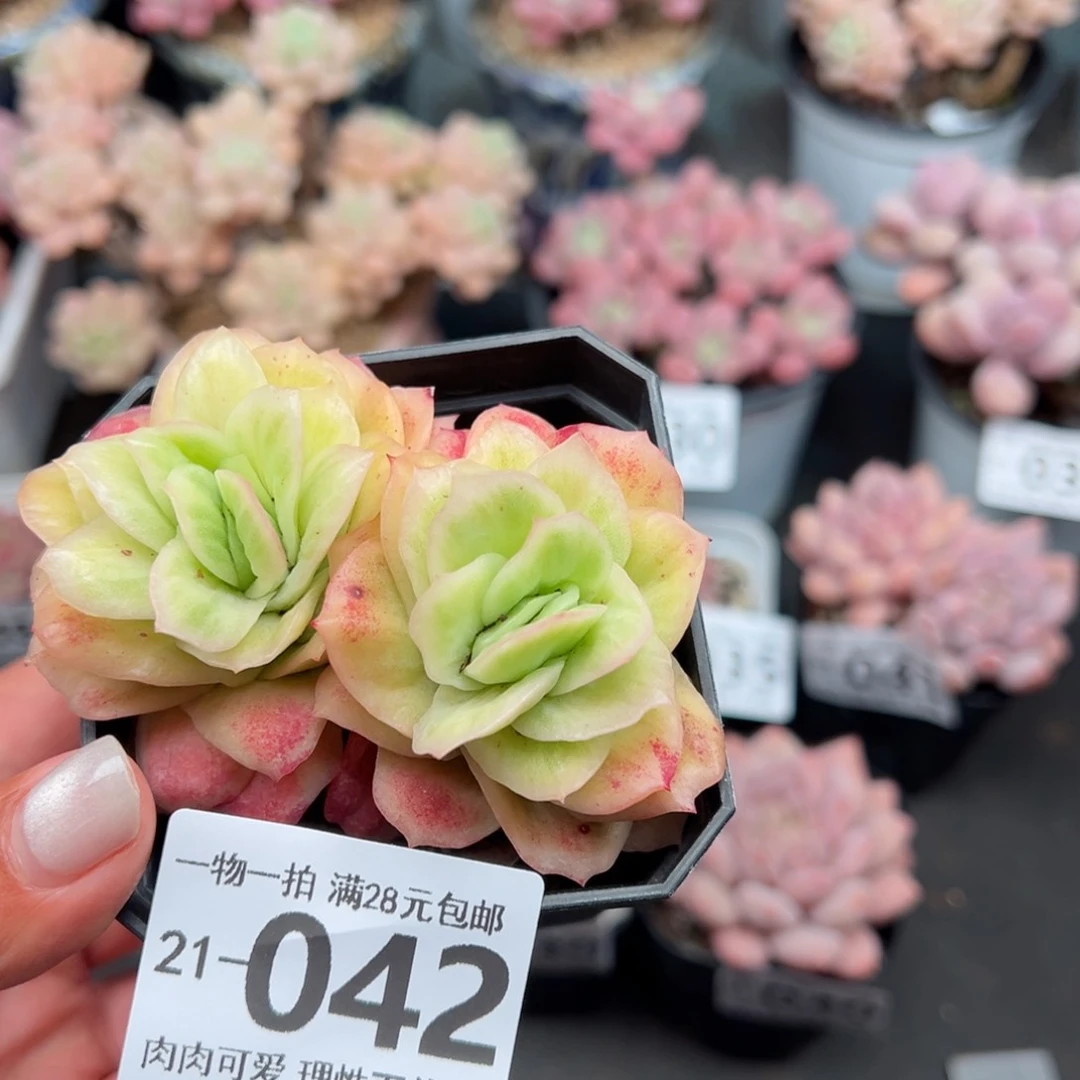 冰玫瑰多肉多肉多肉多