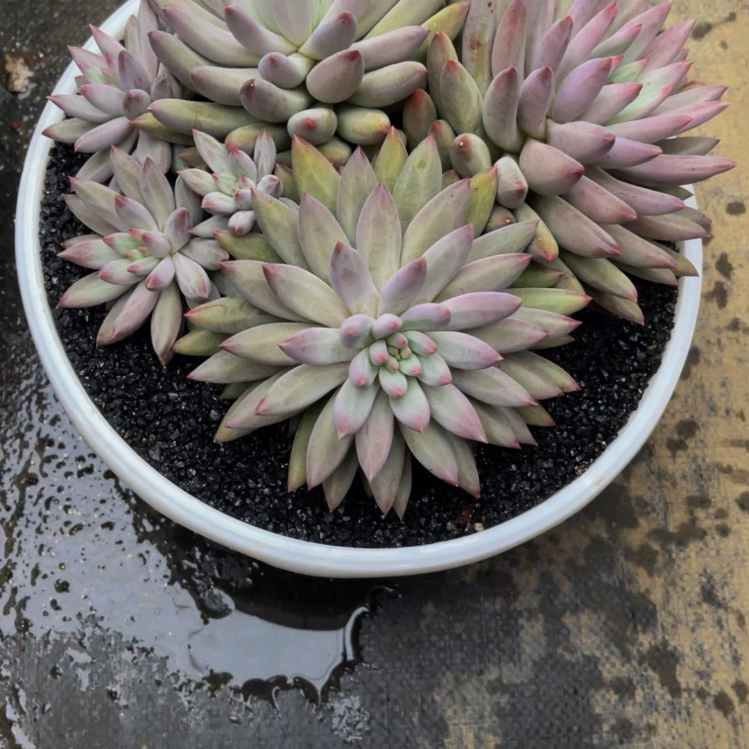 懒*羊发货111111111