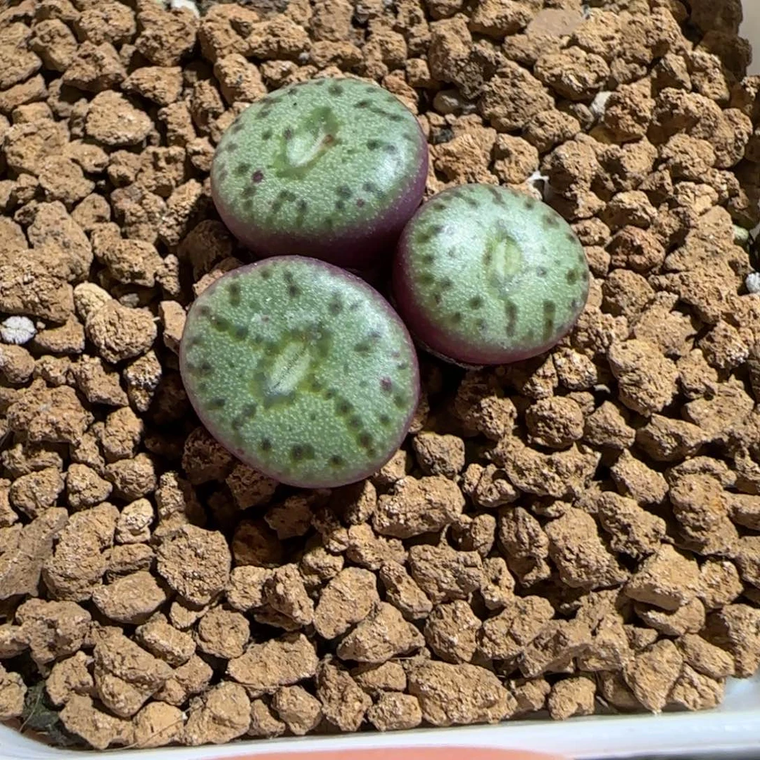 肉锥多肉植物组合-安贞822
