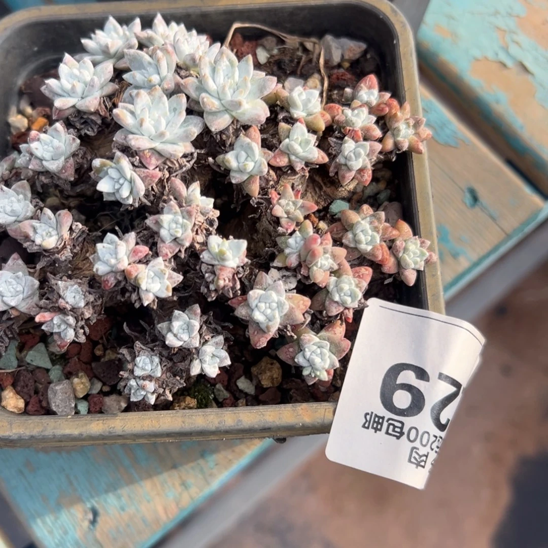 宁***静格诺玛日系～一物一拍2229