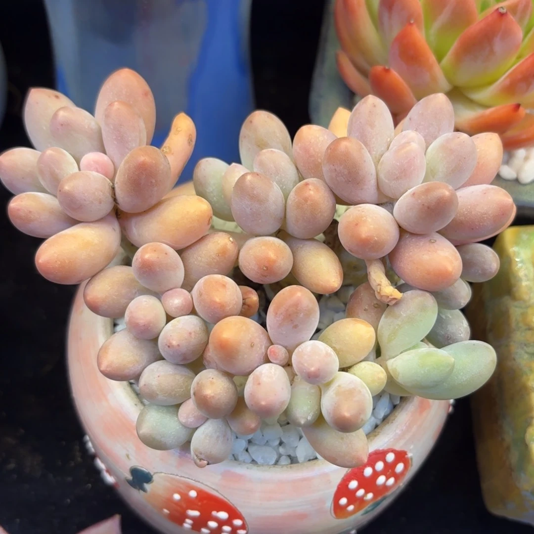 汤圆多肉植物盆栽