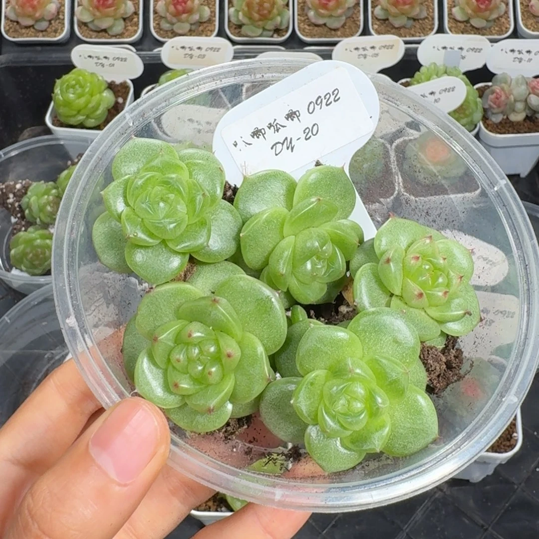 0922-20/无双单头量拍包7天