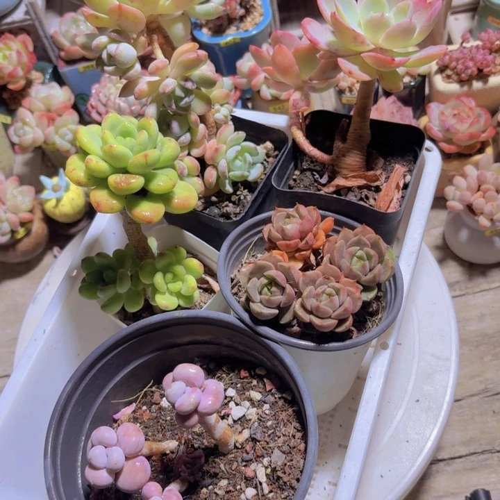 框拍一物一拍编号281