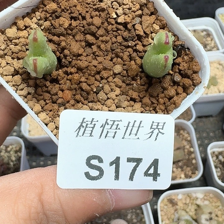 174盒多肉植物哇c f