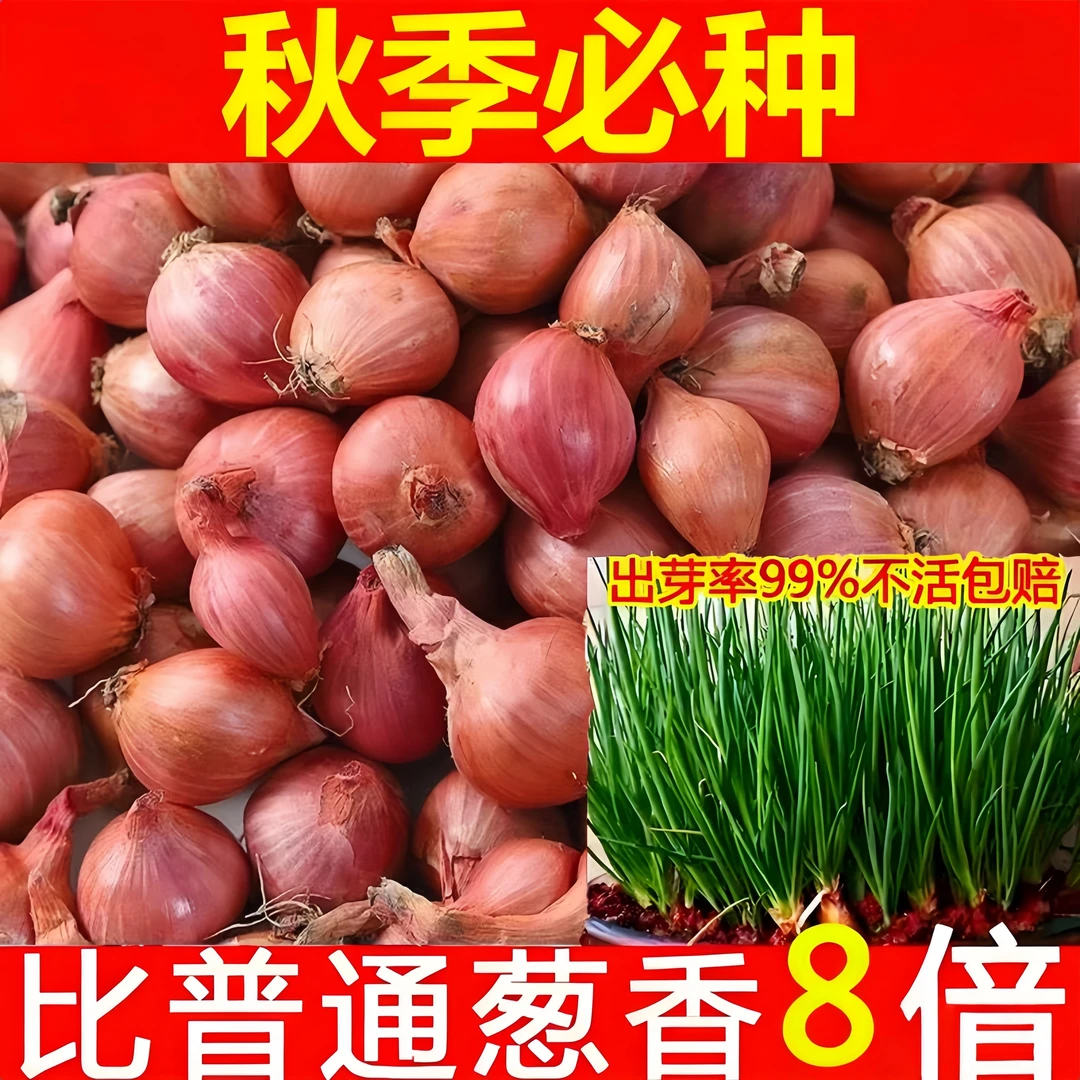 【山东寿光】火葱头农家特产小香葱红葱种香葱头盆栽四季葱干葱头