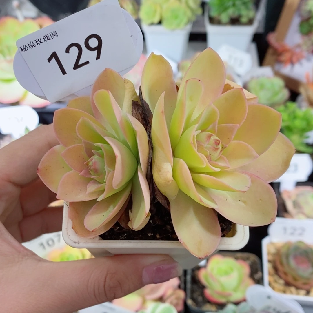 l**i129阿罗拉双头。