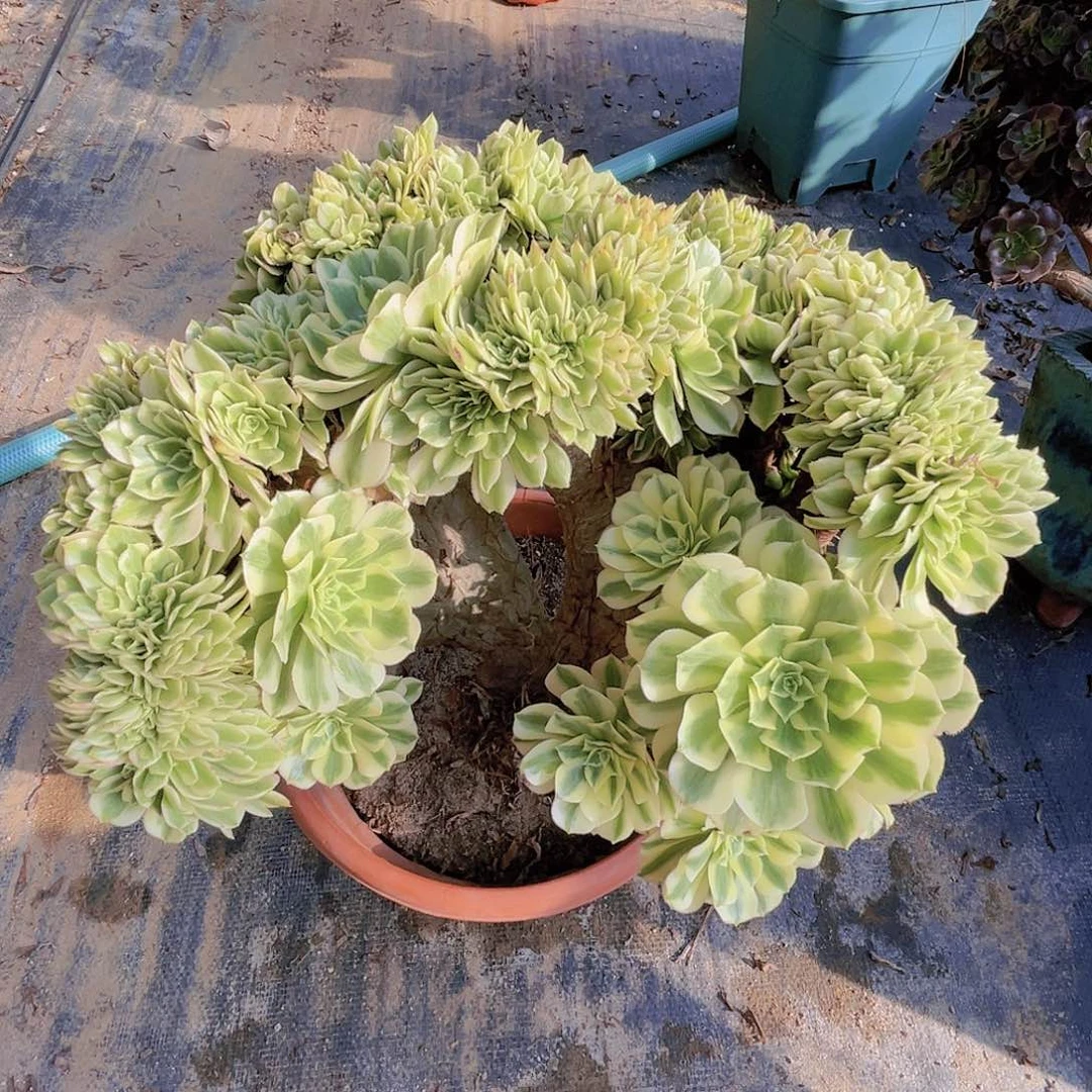 【闪购商品】无花朵迈巴赫