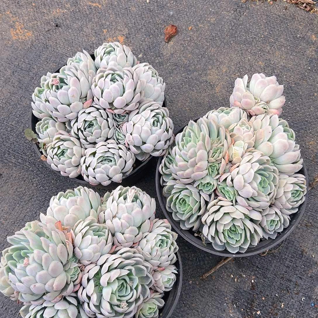 冰梅多肉，满18包邮