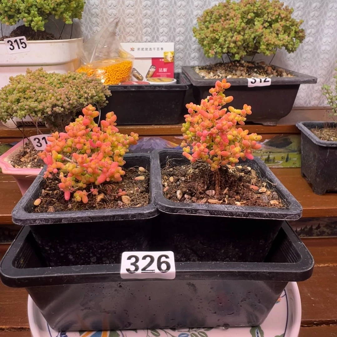 枝干番杏多肉植物326