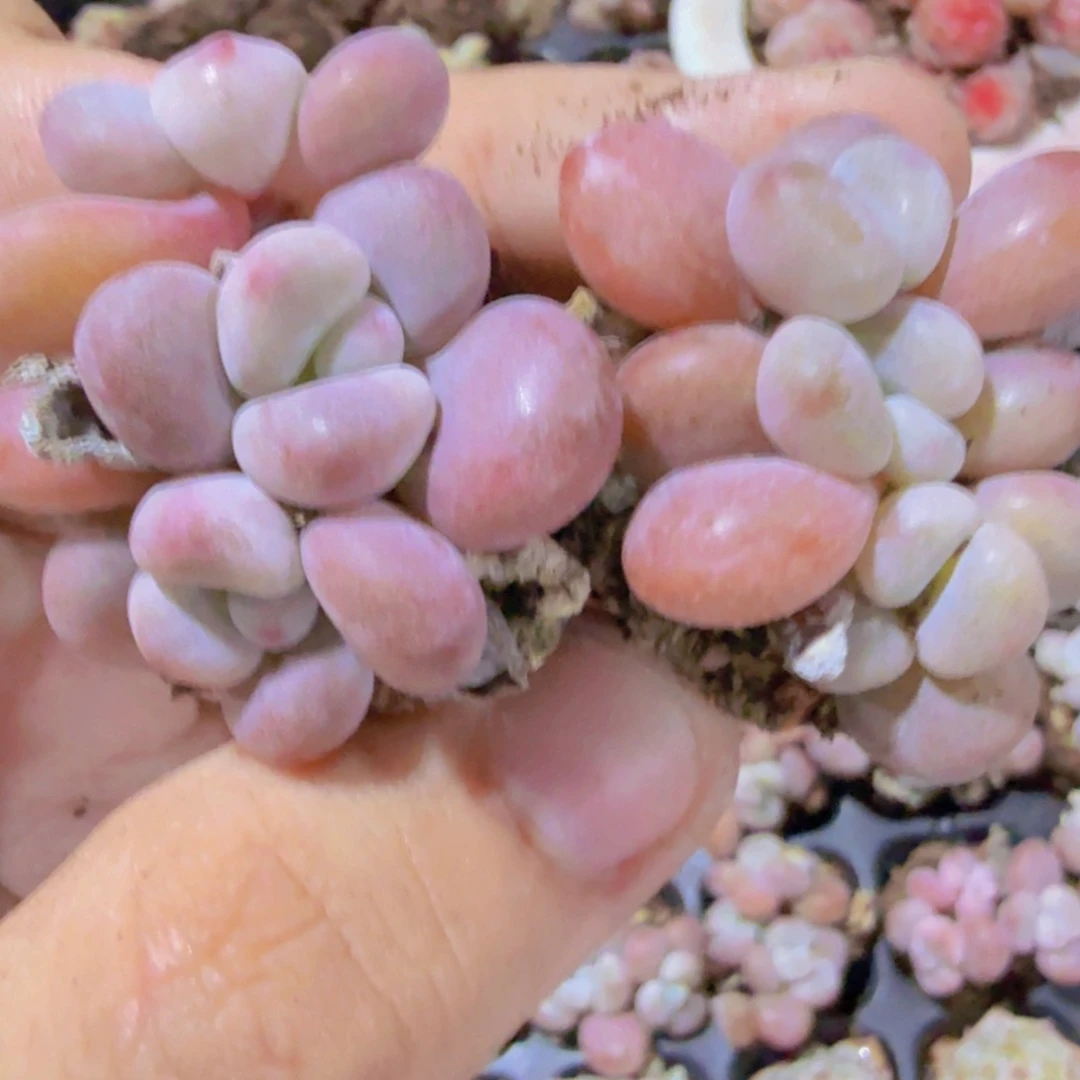 粉兔群穴盘五颗一组