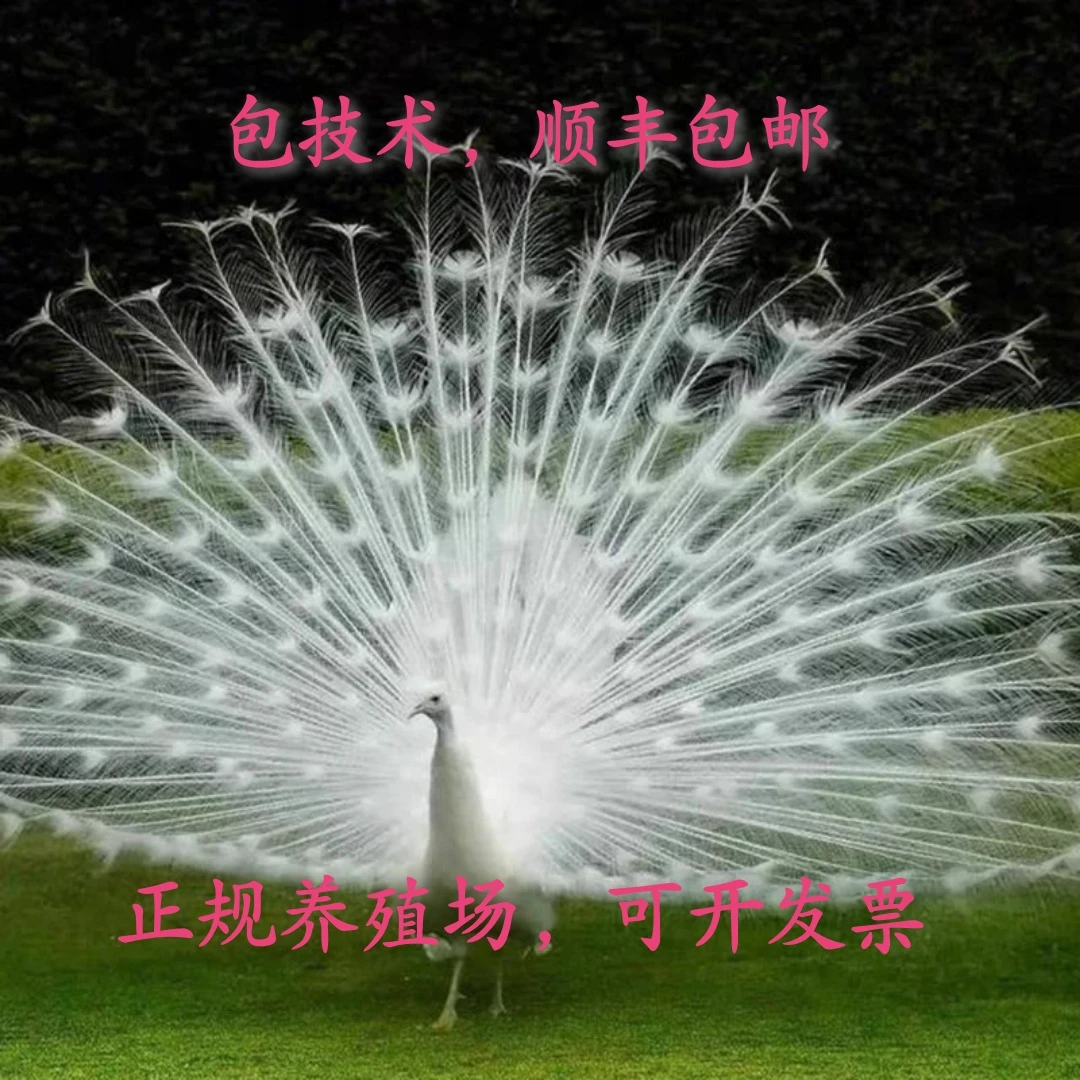 白孔雀宠物活体白孔雀顺丰包邮