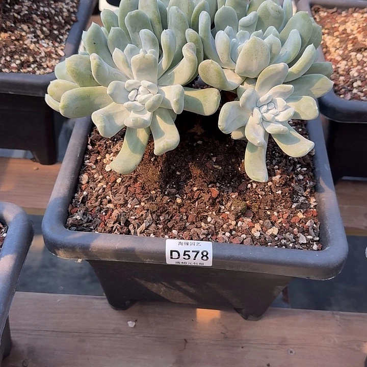 斌*拇指仙女杯多肉植物