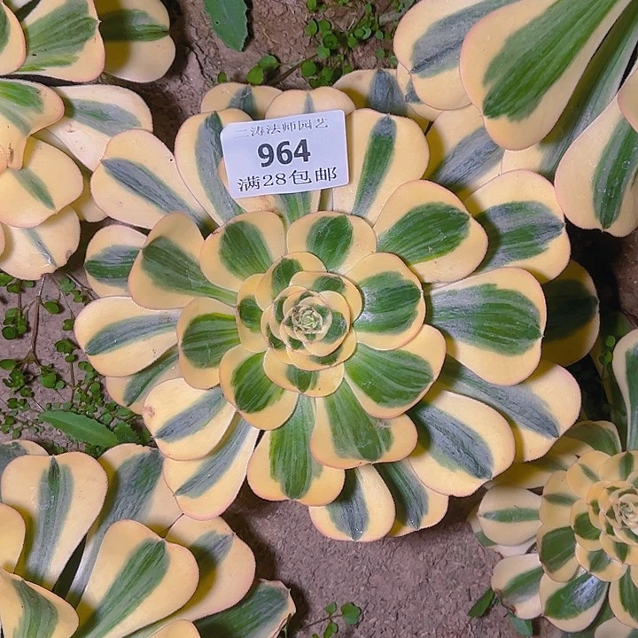 G***n964王妃君美丽多肉植物
