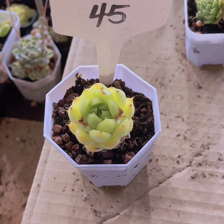 精品45号八角盆多肉