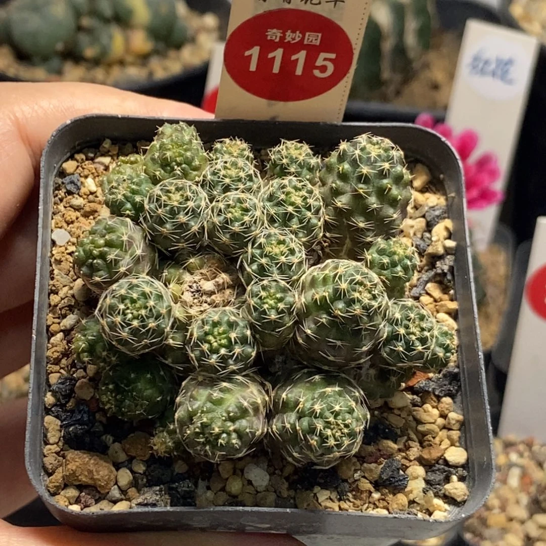 中间丽花丸群一颗有斑