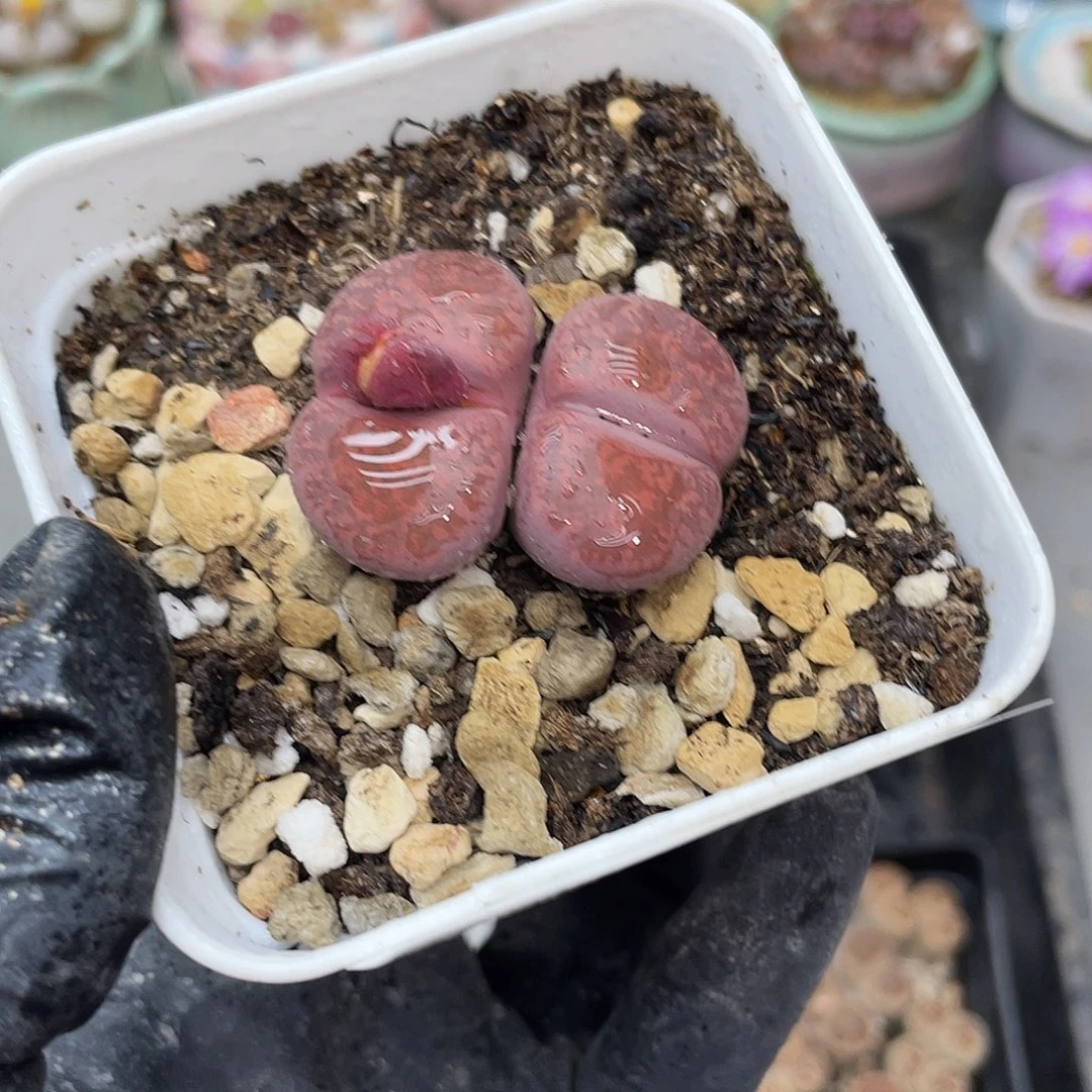 生石花满18包邮1120-152