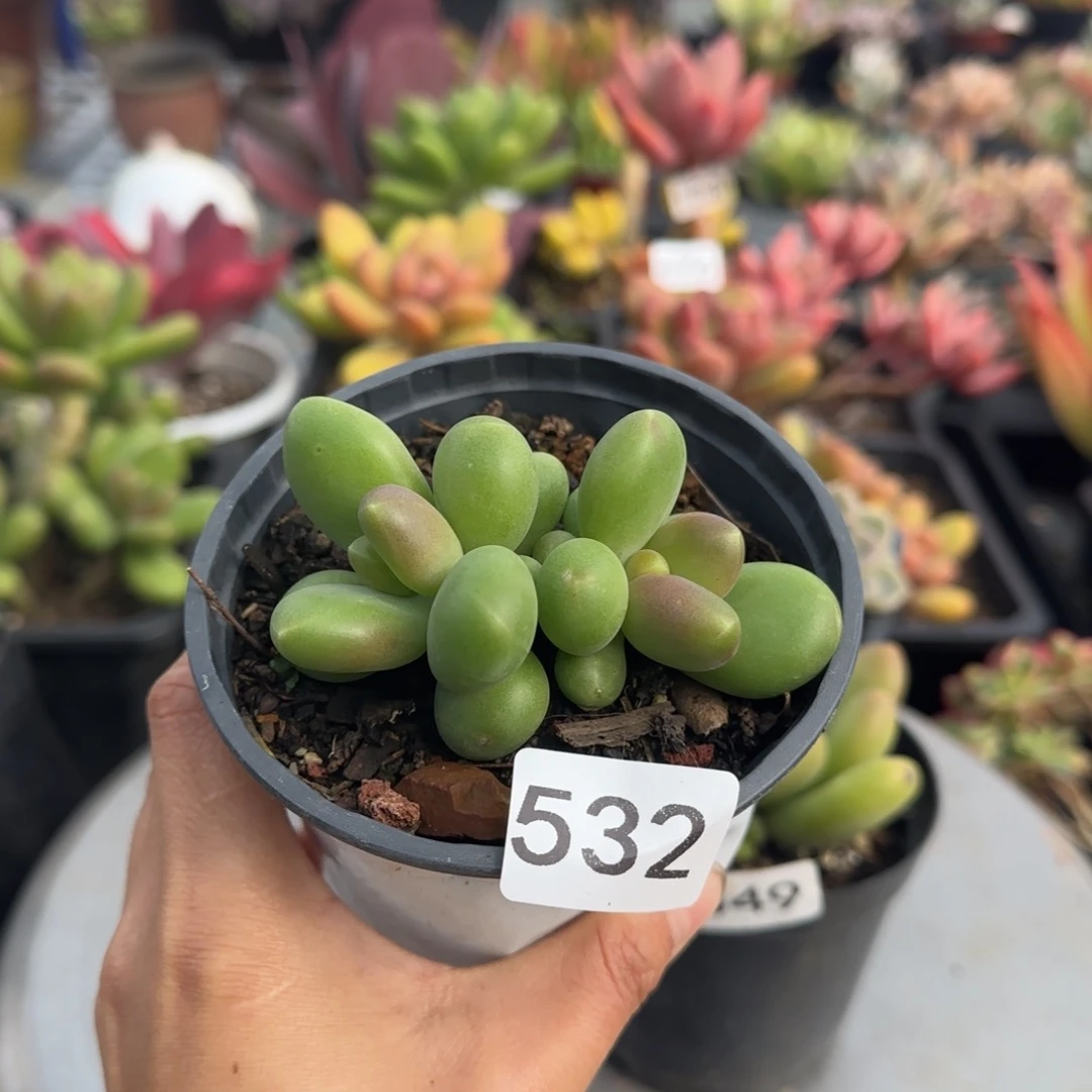 532号 一物一拍一物一拍