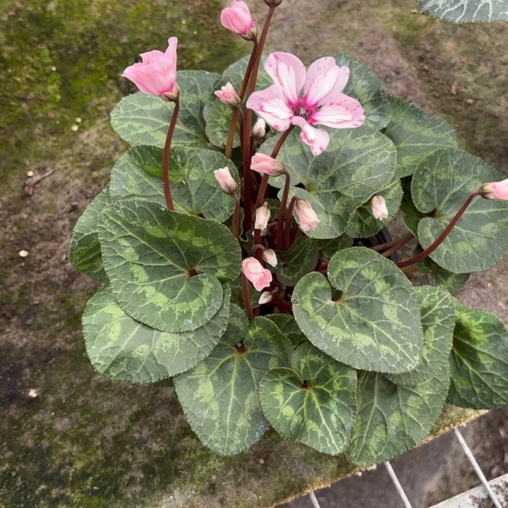 完全开放两盆幻雅