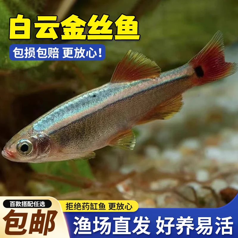 白云金丝鱼小型冷水淡水观赏鱼耐活耐低温不打氧可养