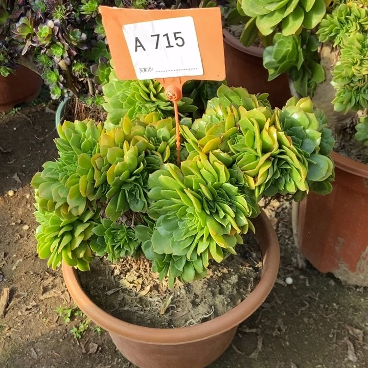 春****始715绿羊绒缀化老桩