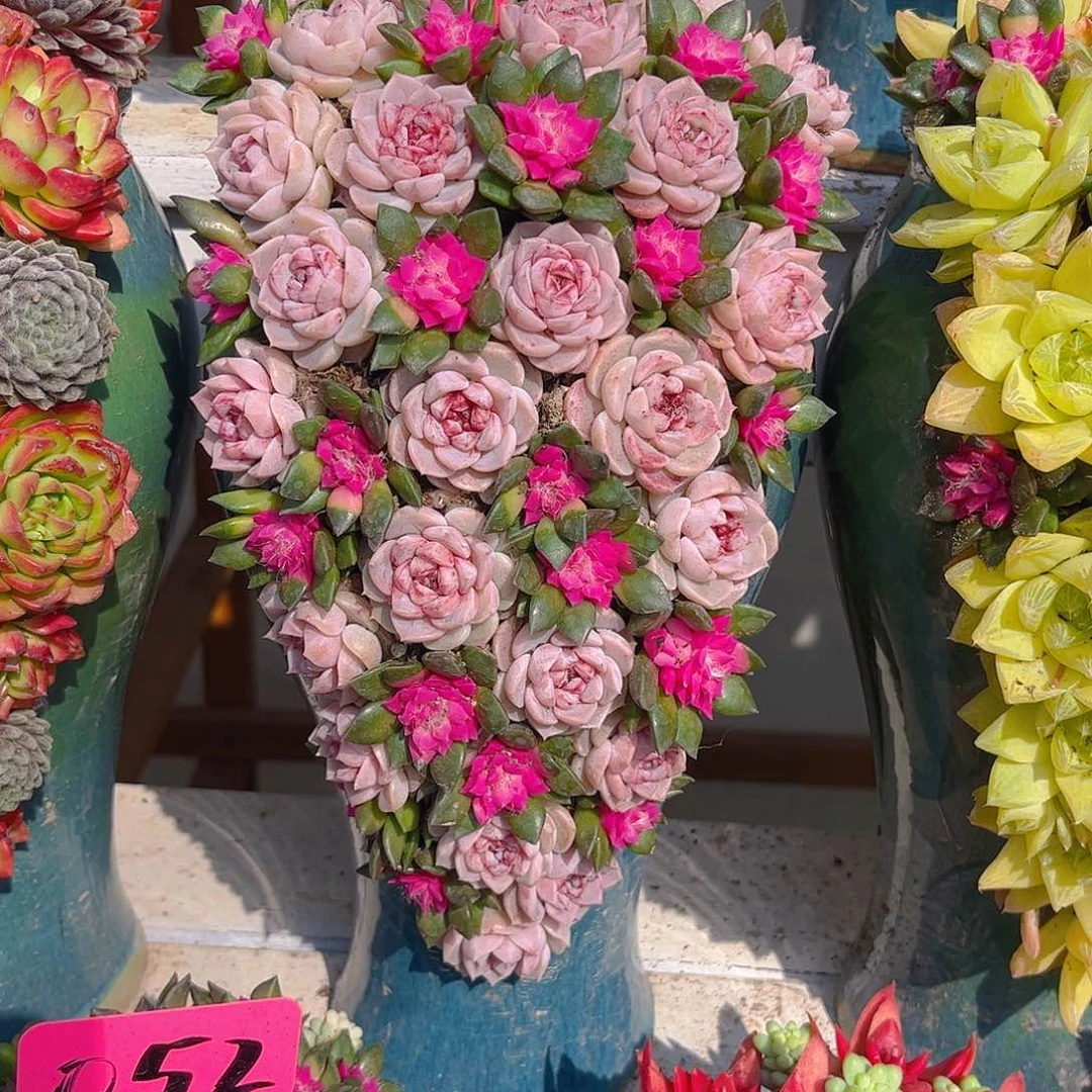 ?****?天鹅绒多肉植物组合