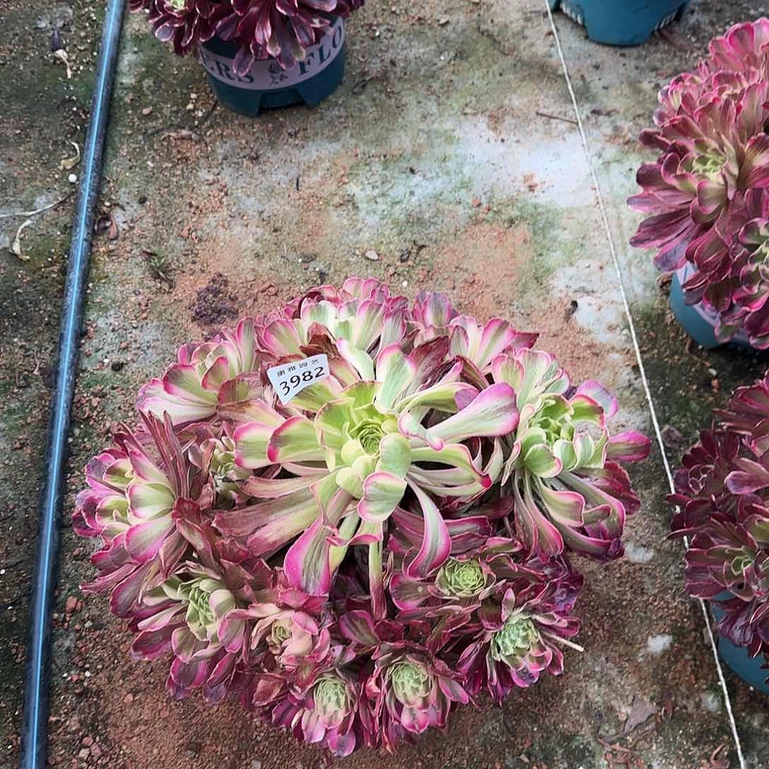 多肉植物波斯3982