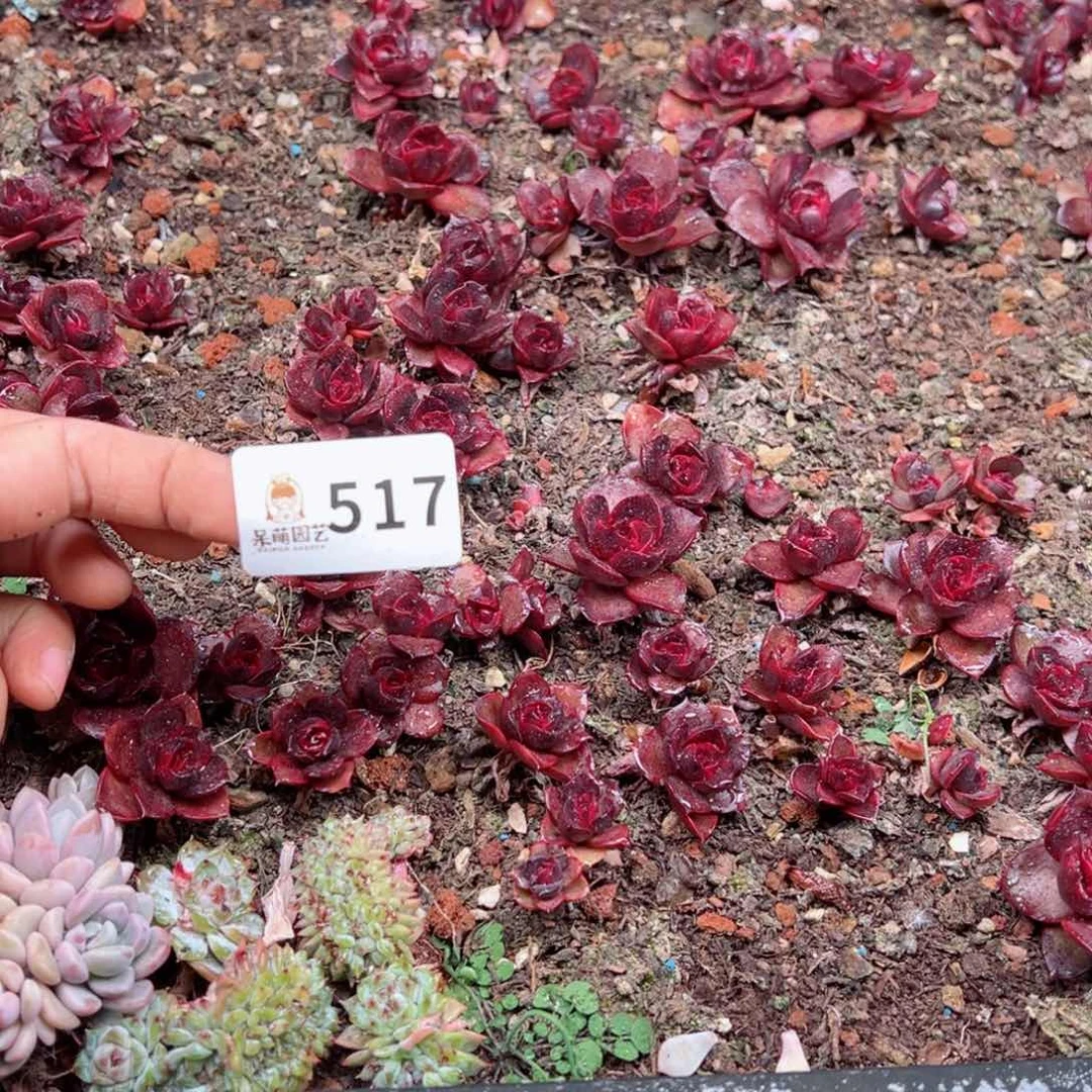 芽*多肉植物多肉植物