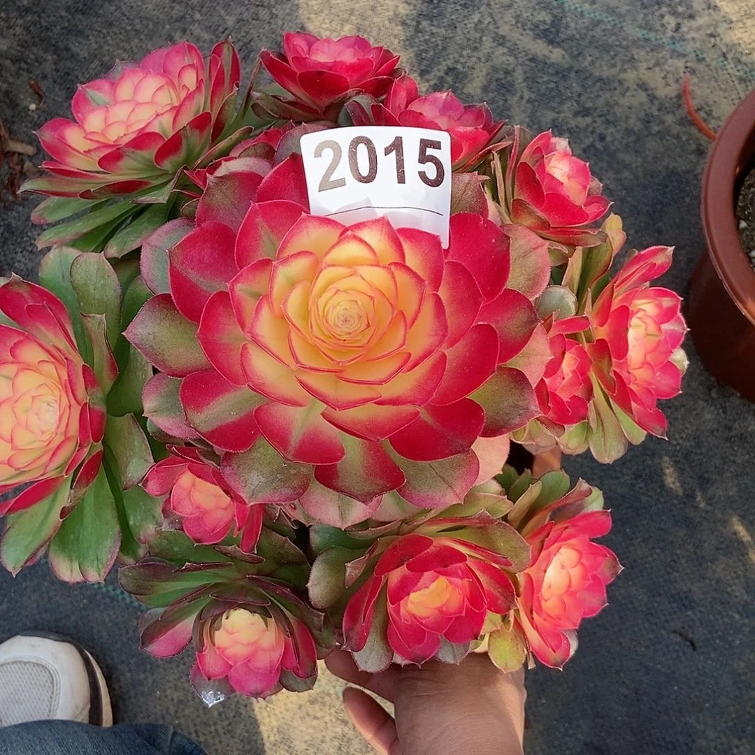 红陶8****?2015荔枝4冠服20以上