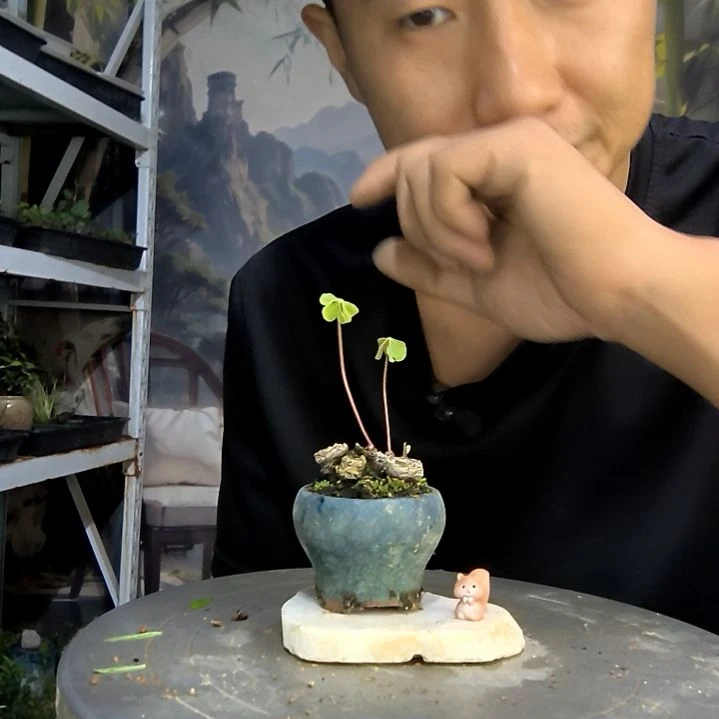 江****睫中青园艺一物一拍132