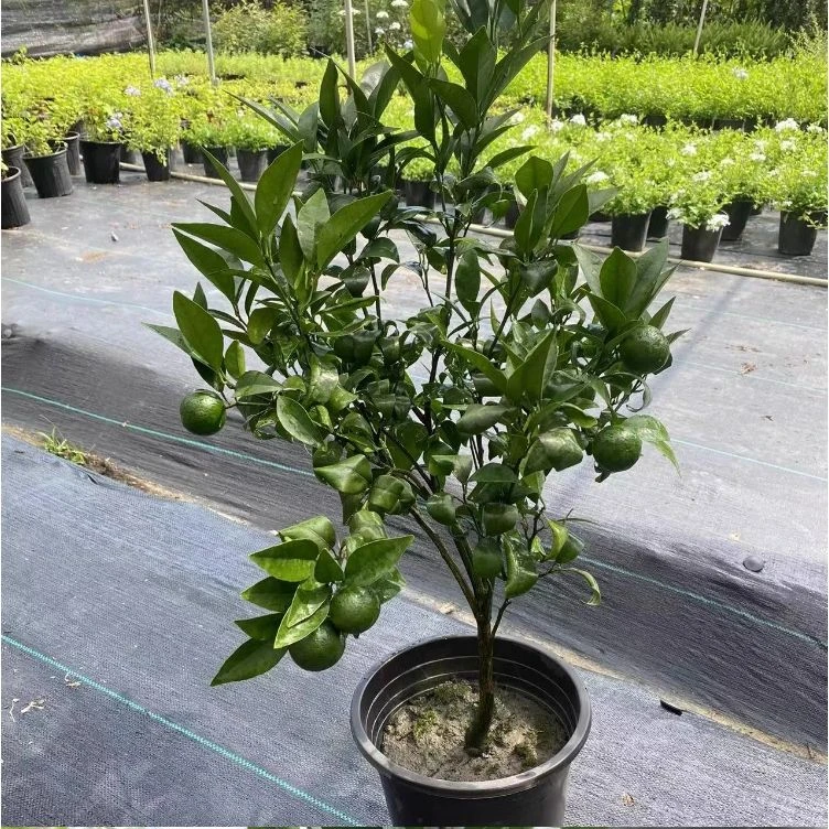 高端盆栽高端绿植花卉绿植盆栽花卉GY