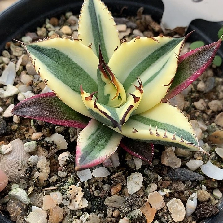 218龅芽锦8公分哈哈哈哈哈哈