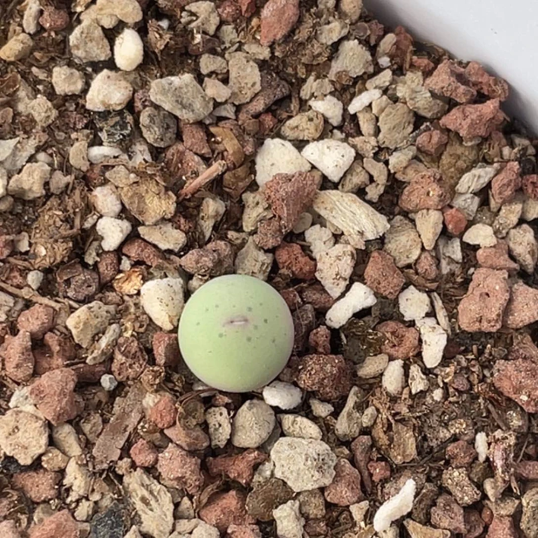 9-7肉锥433v嘴肉锥