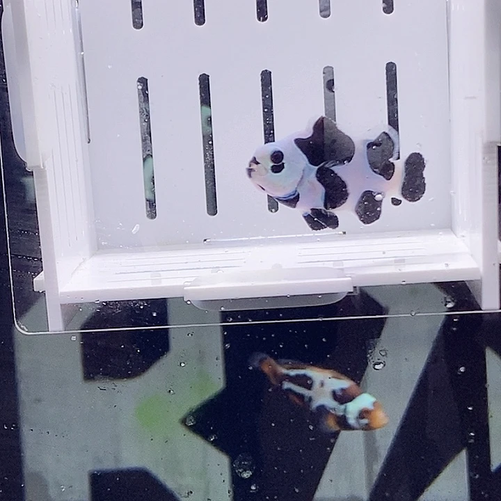 海水鱼熊猫小丑鱼