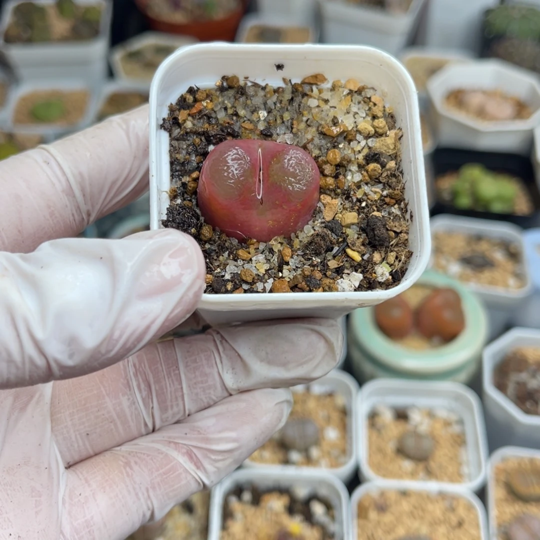 多肉植物一物一拍48