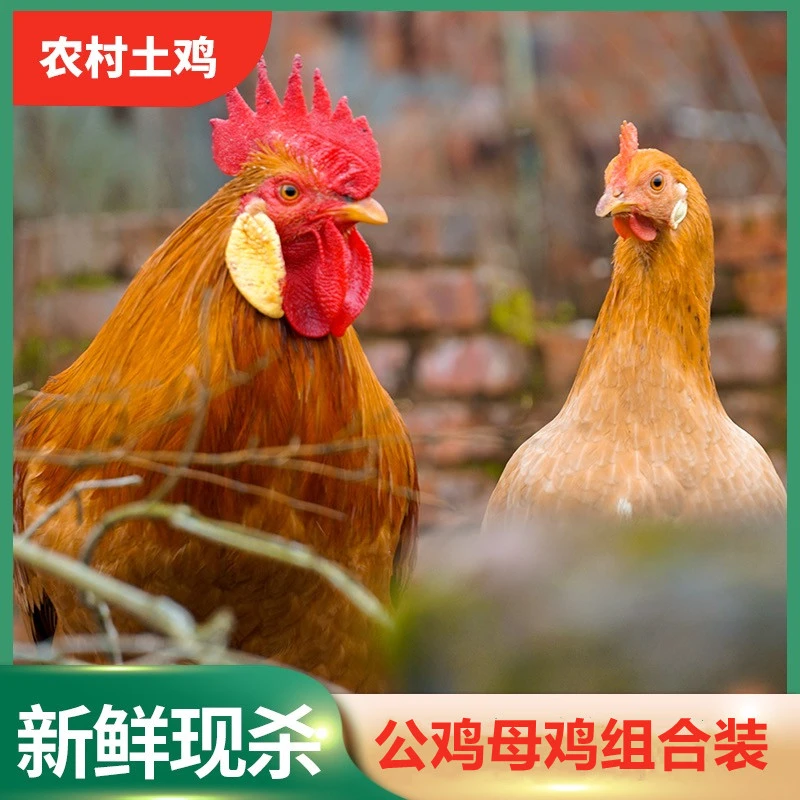 【果园散养】到手2只 两年老母鸡一只炖汤赠一只公鸡爆炒辣子鸡