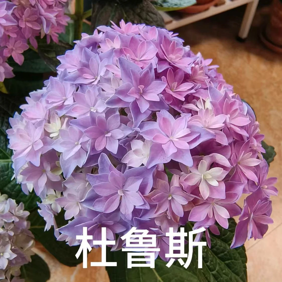 杜鲁斯【小盆绣球】一年桩包对版好养易活室内桌面绣球盆栽